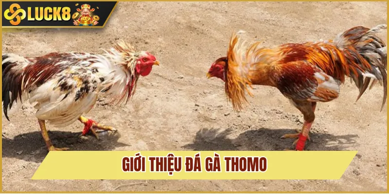 đá gà thomo là gì